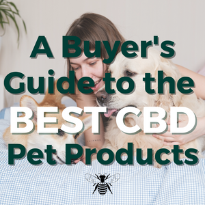 A Buyer's Guide To the Best CBD Pet Products