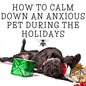 How To Calm Down an Anxious Pet During The Holidays